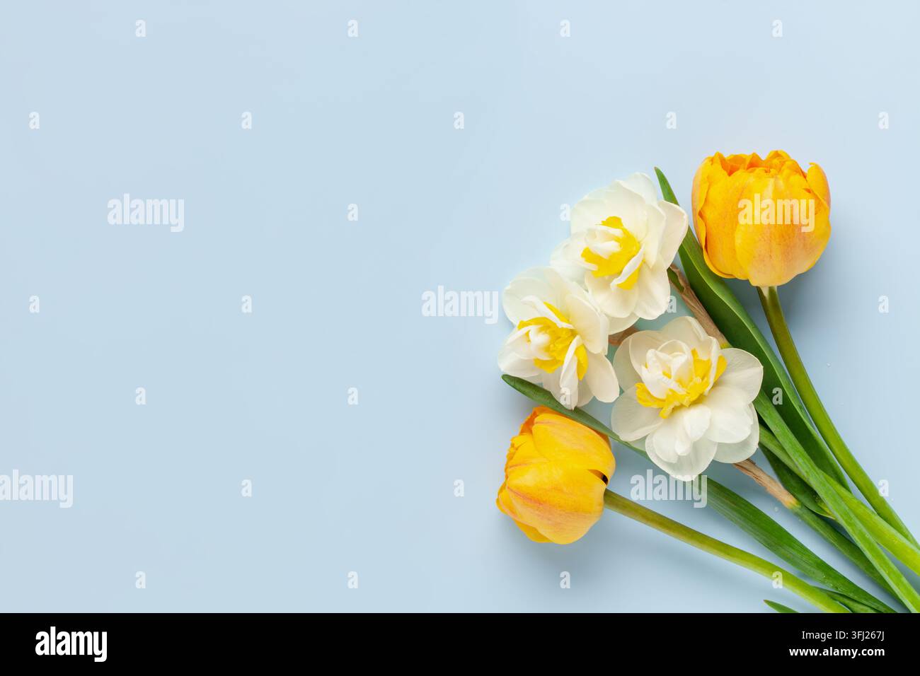 Narzissen-Blüten auf blauem Hintergrund. Das Konzept des St. Davids-Tages. Welttag Der Narzissen. Stockfoto