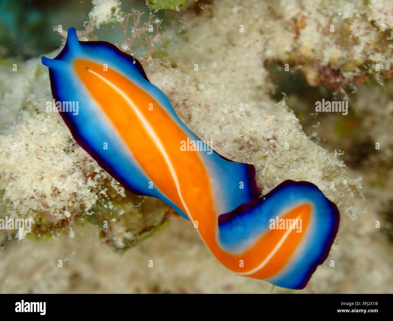 Pseudoceros susanae Meeresplattwurm mit einem lebhaften blauen Körper und einem orangefarbenen Mittelstreifen auf einem tropischen Riff. Stockfoto