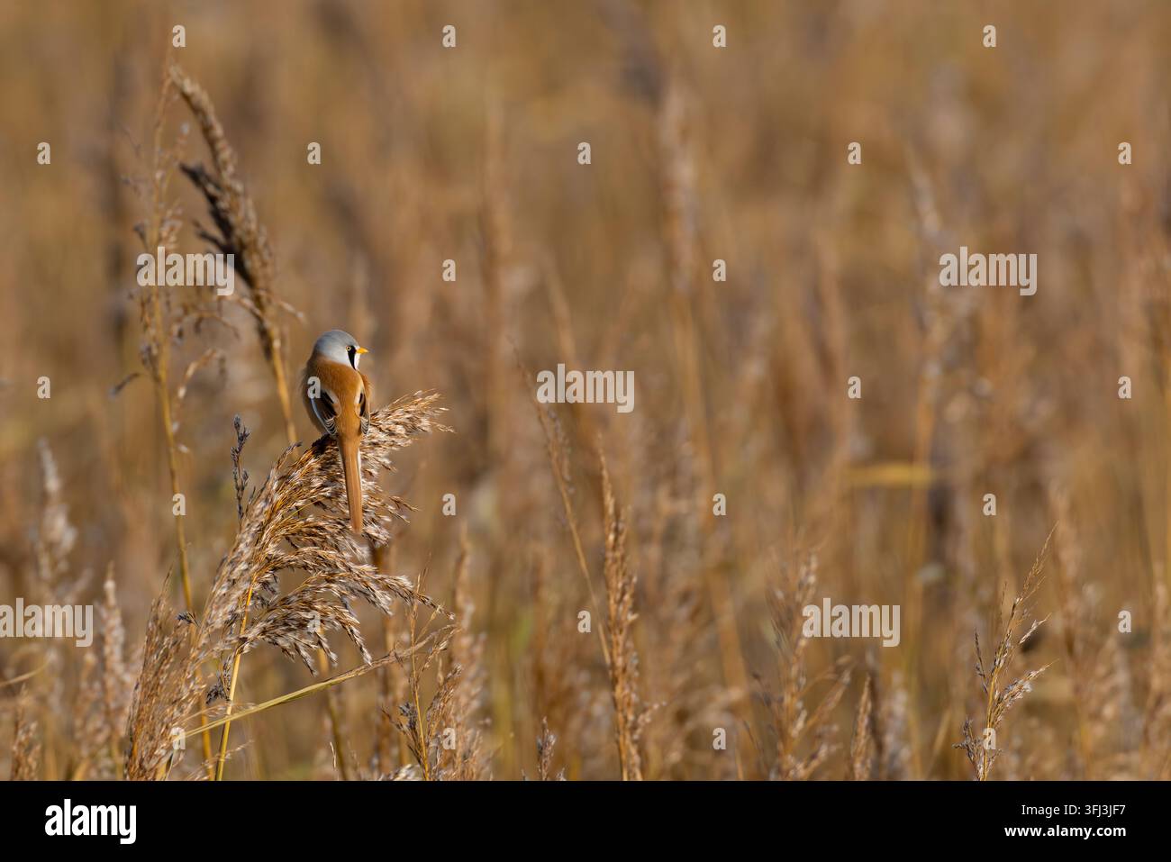 Bartmeise (Panurus biarmicus) sitzt im Schilf, gefunden auf Fehmarn an der Ostsee in Deutschland Stockfoto