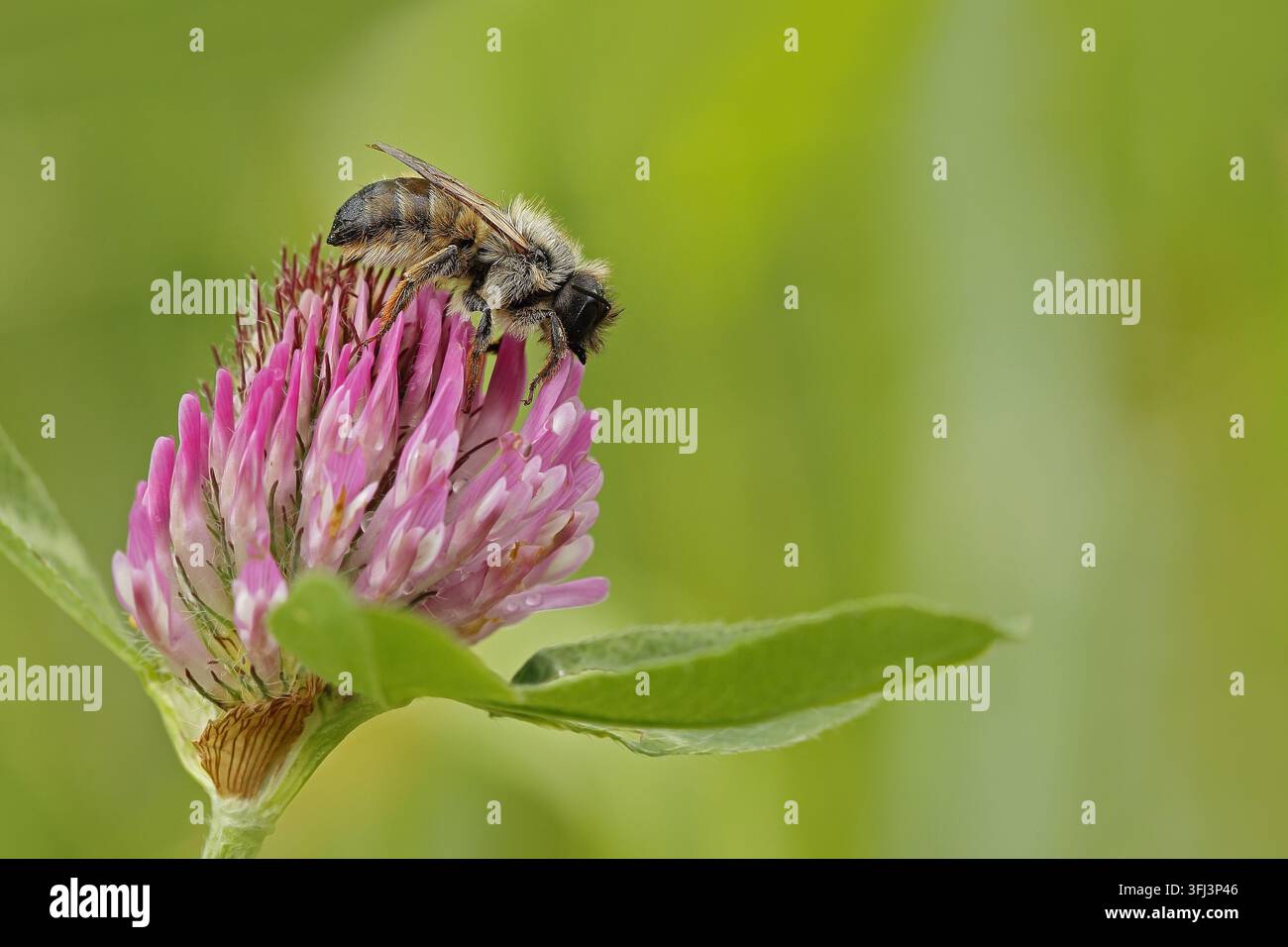 Rote maurerbiene (Osmia bicornis) Stockfoto