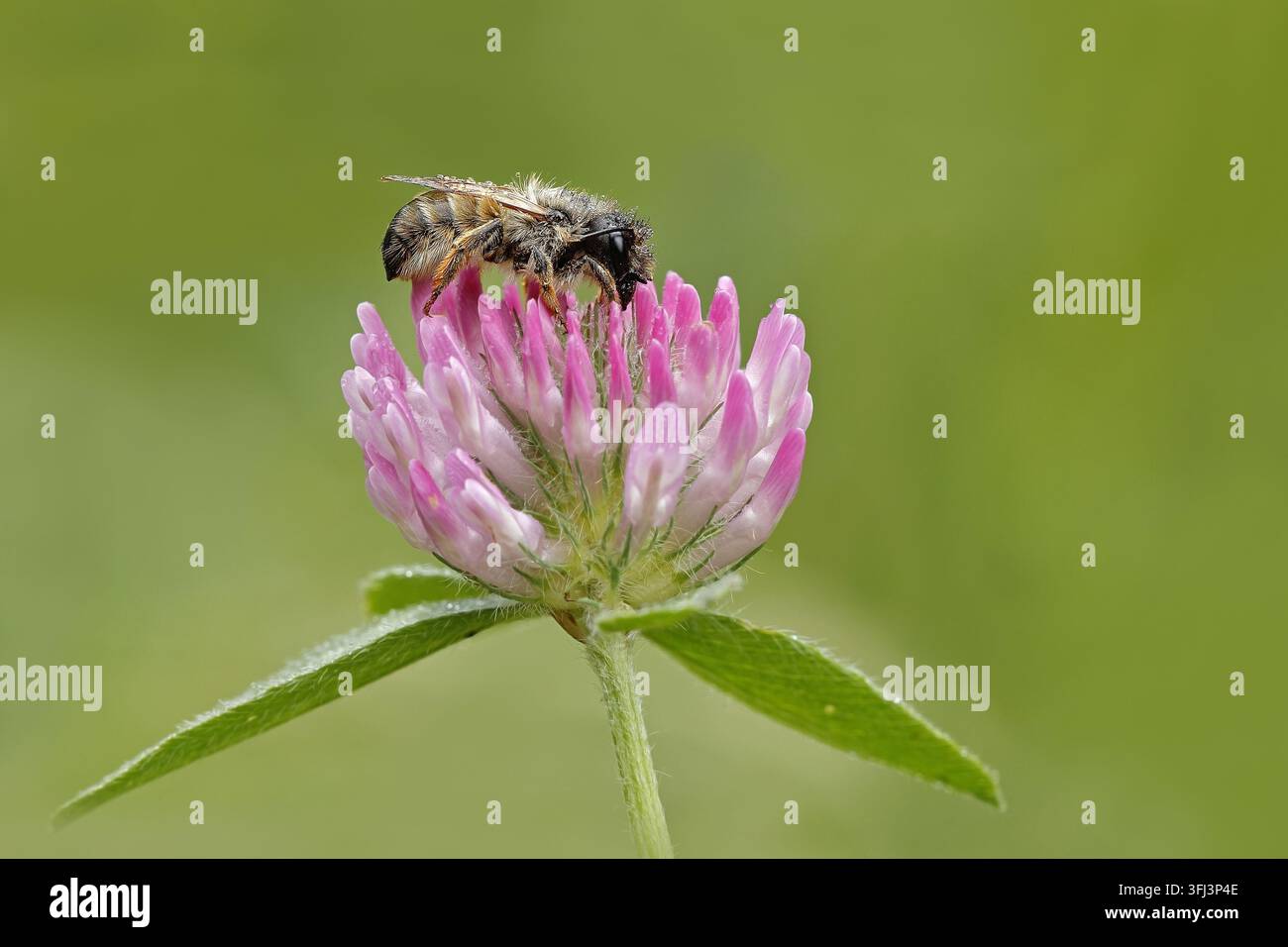 Rote maurerbiene (Osmia bicornis) Stockfoto