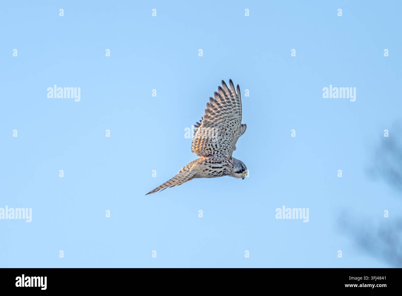 Turmfalk Falco tinnunculus schwebend RSPB Otmoor Oxon Stockfoto