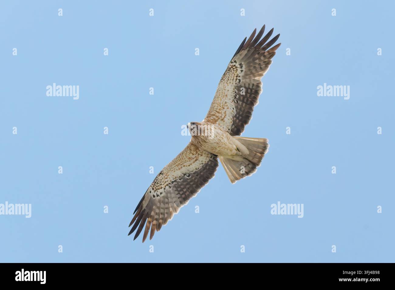Steppenadler, Hieraaetus pennatus, einzelner Erwachsener in heller Phase im Flug, nahe Llubi, Mallorca, Spanien, 5. Mai 2026 Stockfoto