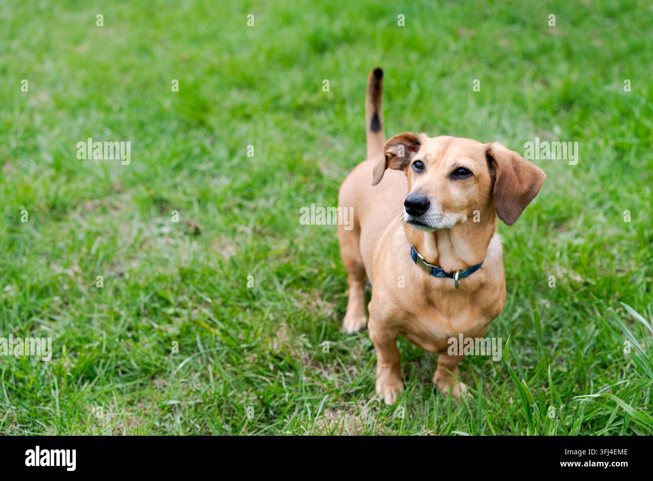 Niedliches Hundeporträt auf einer Rasenfläche im Freien Stockfoto