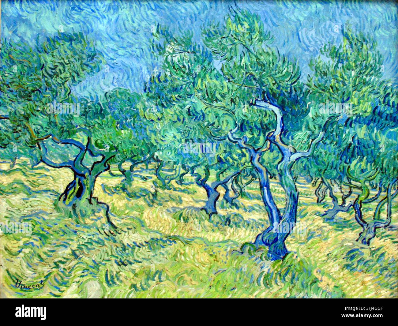 Vincent van Gogh (Niederländisch: 1853 - 1890) - Olivenhain - 1889 - Verdrehte Olivenbäume vor einem lebendigen blauen Himmel und sonnenbeschienenen Boden, eingefangen mit ausdrucksstarken, wirbelnden Pinselstrichen - Das Kröller-Müller-Museum in den Niederlanden veranstaltet die bedeutende Ausstellung Van Gogh, All Our Paintings, in der alle 88 seiner Vincent van Gogh-Gemälde gezeigt werden. Die Sammlung ist um die drei göttlichen Tugenden Glaube, Hoffnung und Liebe organisiert und erforscht, wie diese Konzepte Van Goghs Übergang von einer kurzen Karriere als Prediger zu einem Künstler lenkten, der versuchte, die Menschheit durch seine Kunst zu trösten - 2026 Stockfoto