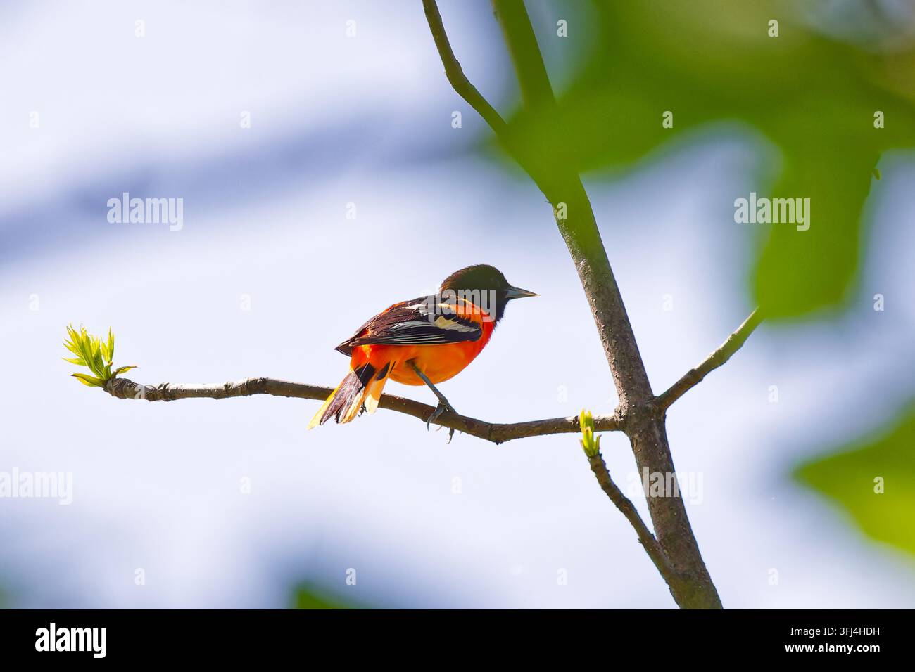 Ein männlicher Baltimoreoriolan (Icterus galbula), ein mittelgroßer Singvogel, der durch sein leuchtend orangefarbenes Unterteil und den kontrastierenden schwarzen Kopf und Flügel erkannt wird Stockfoto