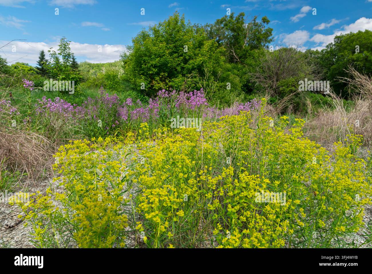 Gelbe Wolfsmilch und violette Dame's-Rakete blühen im Pembina Valley, La Riviere, Manitoba, Kanada. Stockfoto
