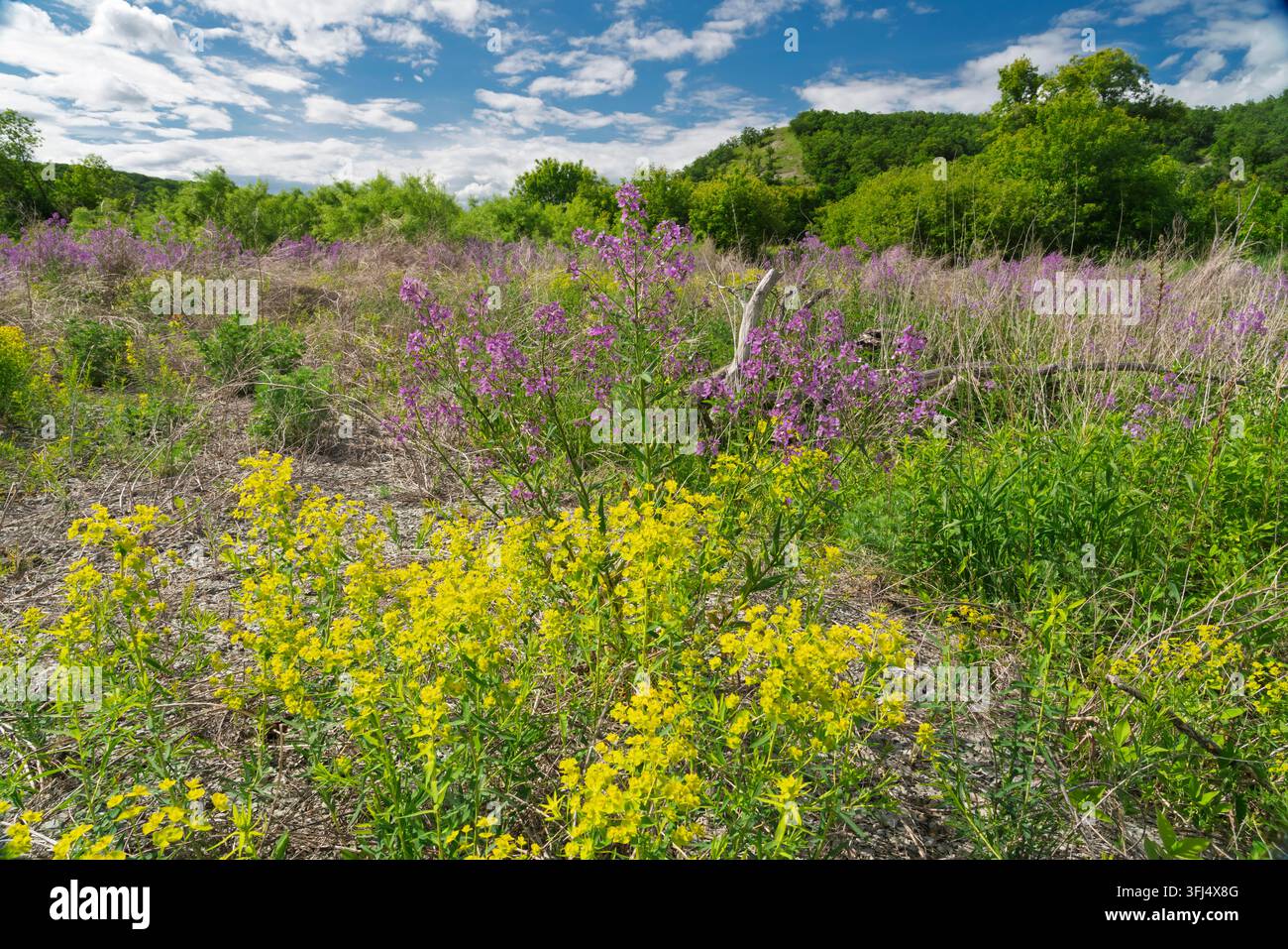 Gelbe Wolfsmilch und violette Dame's-Rakete blühen im Pembina Valley, La Riviere, Manitoba, Kanada. Stockfoto