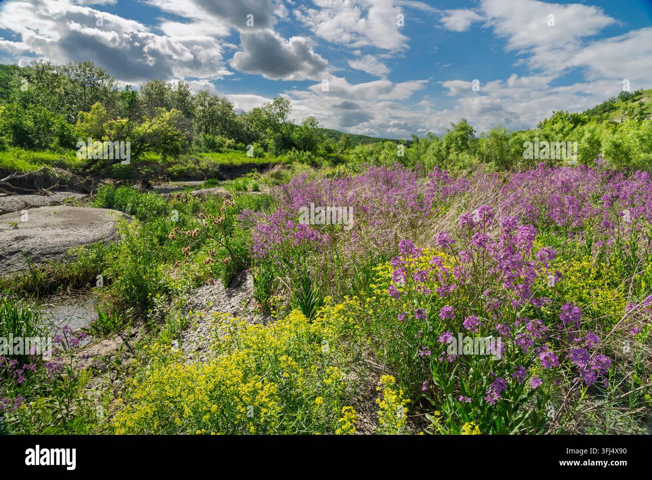 Gelbe Wolfsmilch und violette Dame's-Rakete blühen im Pembina Valley, La Riviere, Manitoba, Kanada. Stockfoto