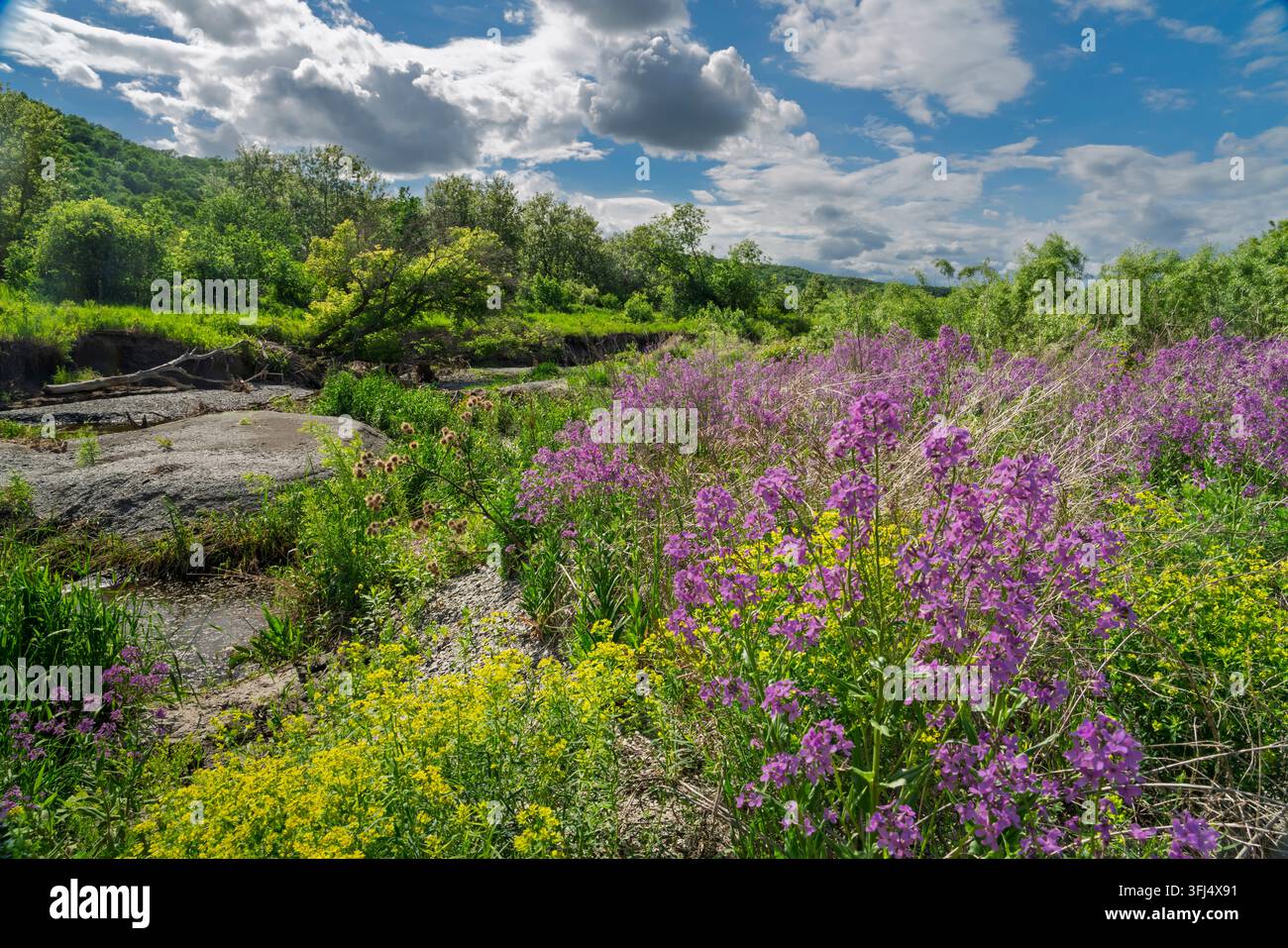 Gelbe Wolfsmilch und violette Dame's-Rakete blühen im Pembina Valley, La Riviere, Manitoba, Kanada. Stockfoto