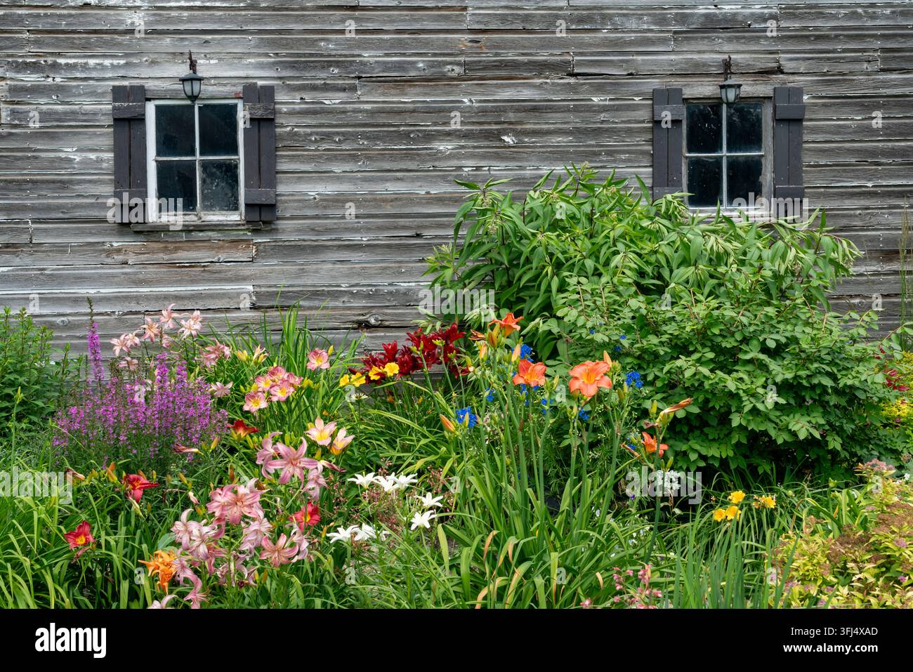 Ein Blumengarten neben einer Scheune in Blumenfeld, Manitoba, Kanada. Stockfoto