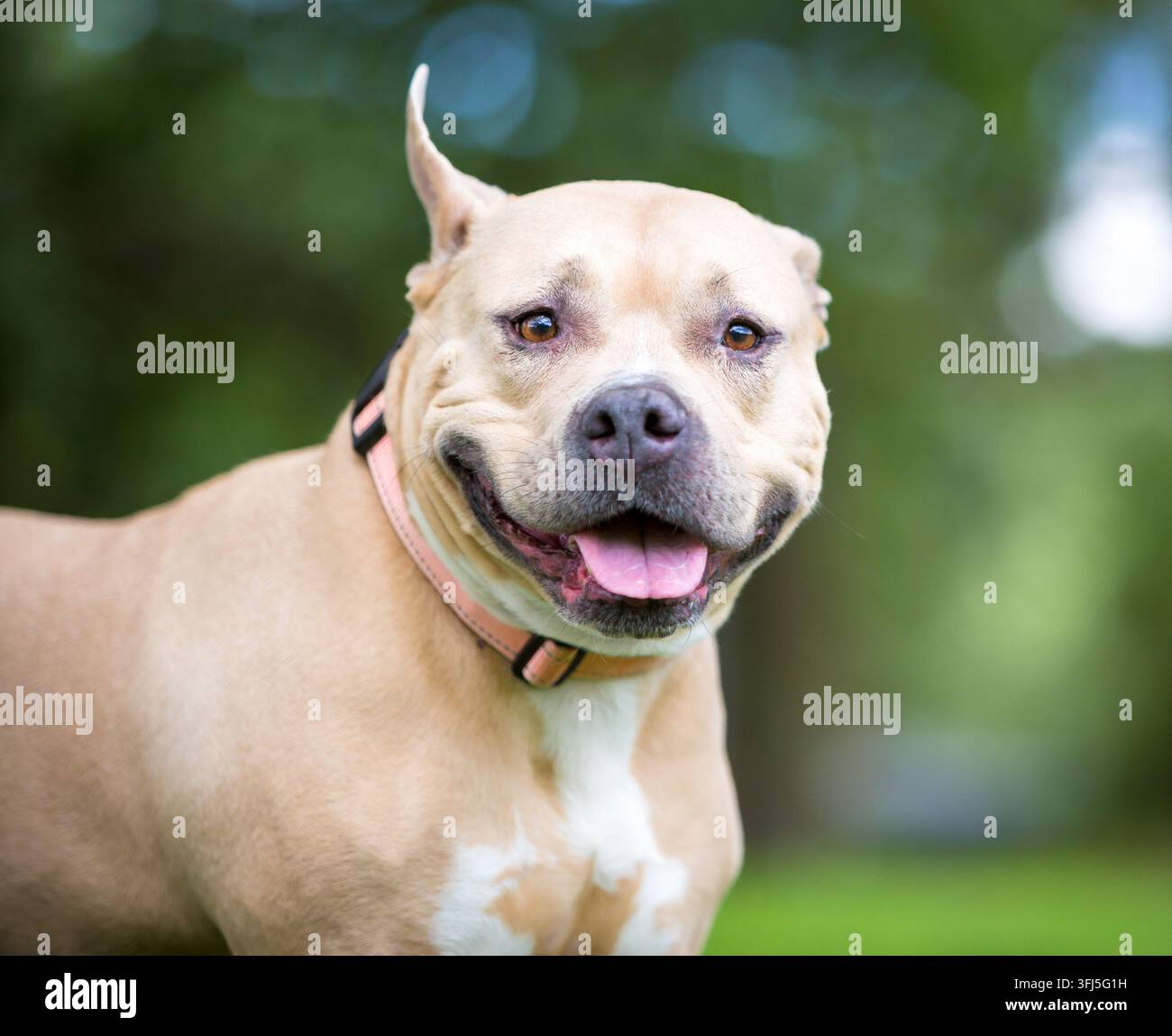 Ein glücklicher, fahlbrauner Pit Bull Terrier Mischlingshund mit einem hochstehenden Ohr Stockfoto
