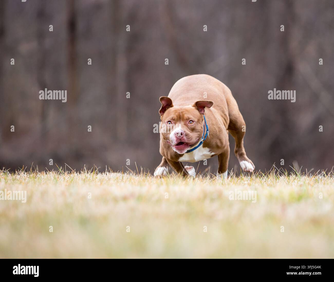 Ein Pit Bull Terrier Mischlingshund läuft im Freien mit einem intensiven Ausdruck im Gesicht Stockfoto