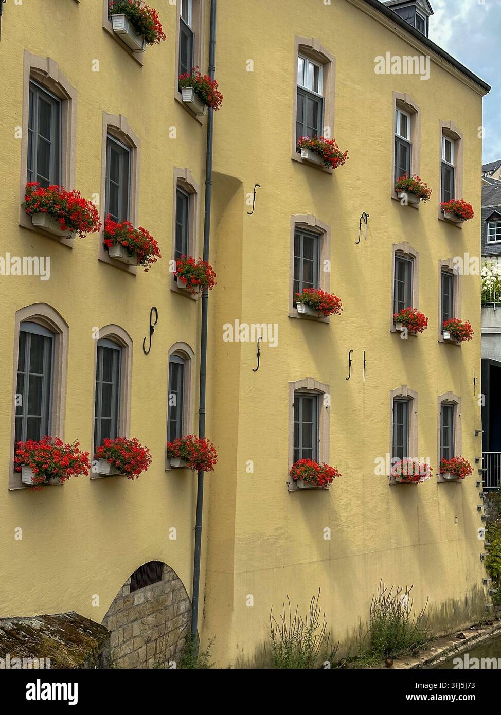 Gelbe Gebäudefassade mit Fenstern, die mit roten Blumen dekoriert sind. Gelbe historische Gebäudefassade mit Reihen symmetrischer Fenster, geschmückt mit Viburnum - Smartphone-aufgenommenes Stockfoto