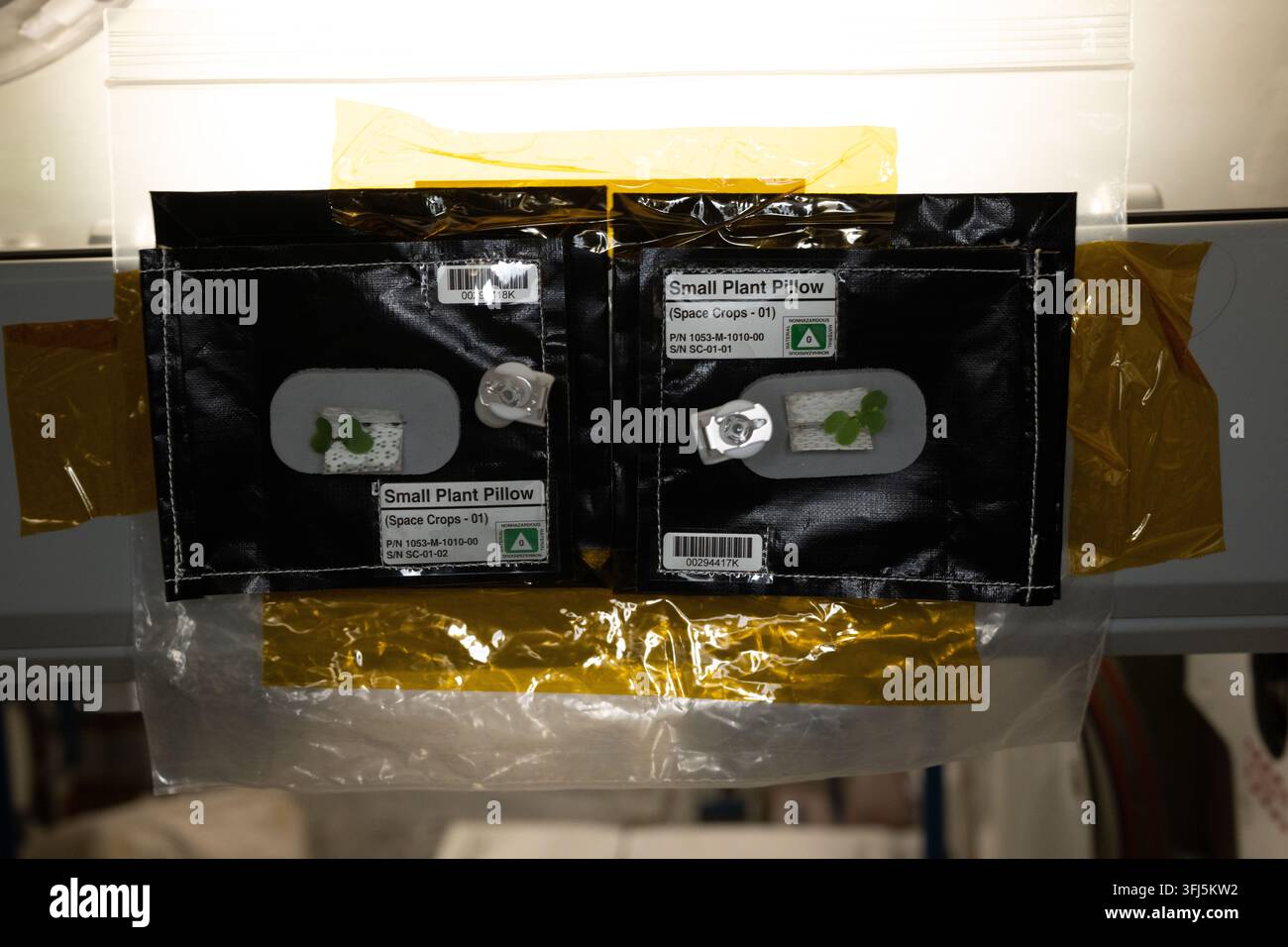 Winzige Pflanzenkeimlinge in kleinen Pflanzenkissen an Bord der Internationalen Raumstation im Rahmen von ISSGardens, einer Untersuchung, die es Astronauten ermöglicht, aut Stockfoto