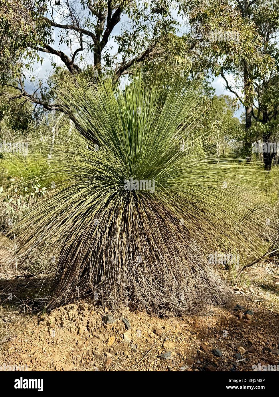 Australischer Grasbaum, der in nativem Buschland wächst Stockfoto