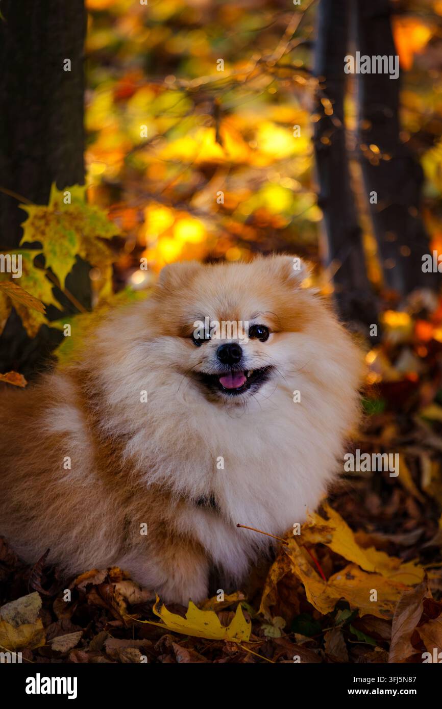 Süßer Pomeranenhund sitzt zwischen bunten Herbstblättern in einem Park Stockfoto