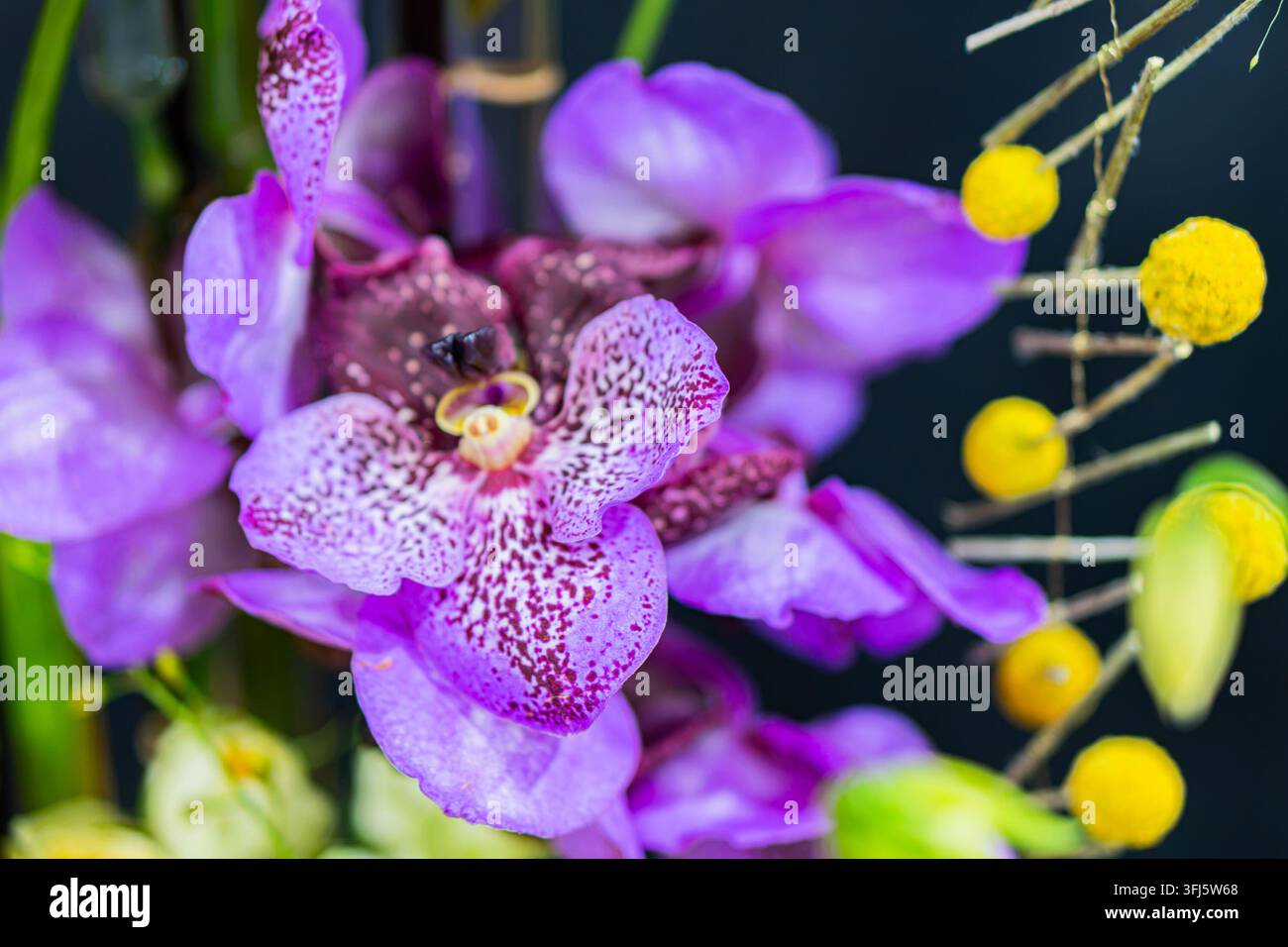 Exquisite lila Orchidee im Nahaufnahme, feine weiße Sprenkel, satt tieflila Blütenblätter, sanft diffuses Licht, verschwommener dunkler Hintergrund, elegant künstlerisch Stockfoto