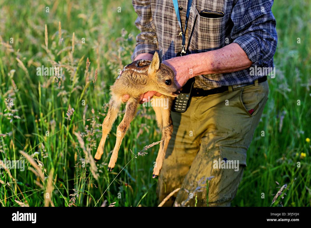 Rehkitz (Capreolus capreolus), Rehkitzrettung, Reustal, Merenschwand, Kanton Aargau, Schweiz Stockfoto
