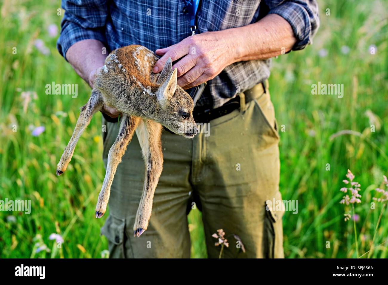 Rehkitz (Capreolus capreolus), Rehkitzrettung, Reustal, Merenschwand, Kanton Aargau, Schweiz Stockfoto