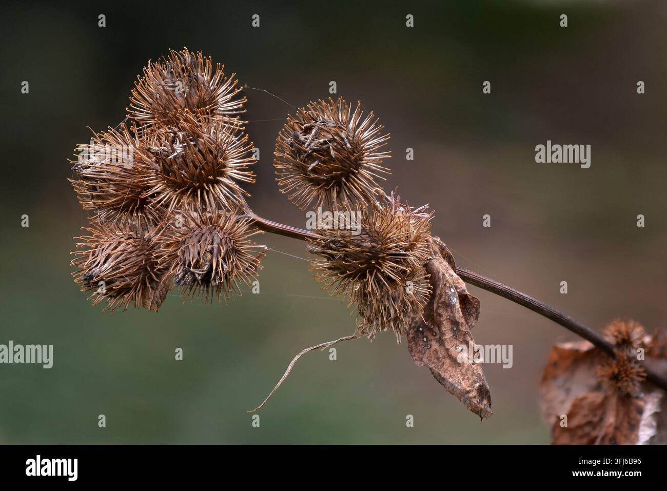 Bärenkohle (Arctium lappa) mit getrockneten Samenköpfen im Herbst, die scharfe Haken zeigen. Die Naturversion von Klettverschluss. Stockfoto