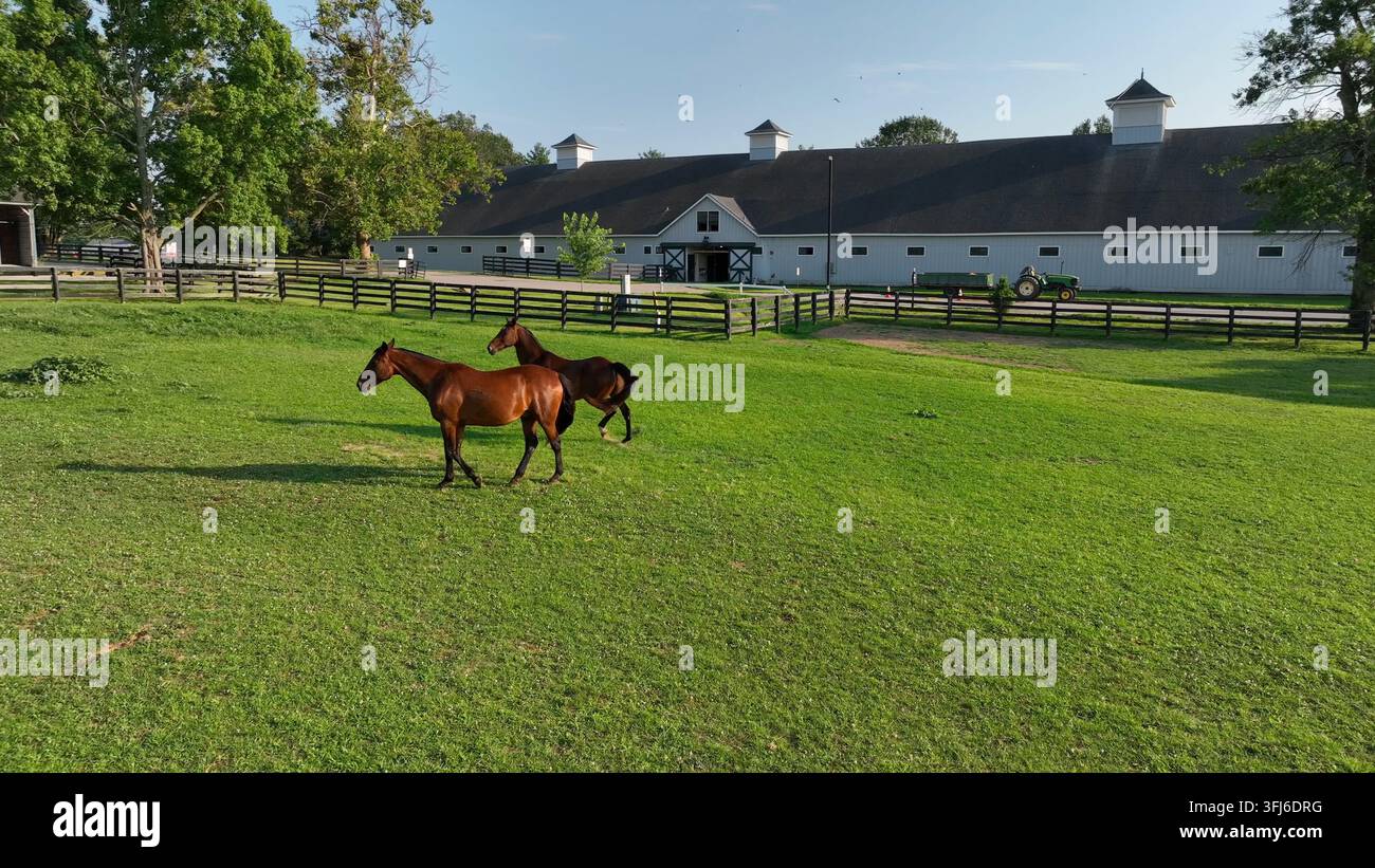 Vollblüter im Kentucky Horse Park. Luftaufnahme von teuren Rennpferden auf der Wiese während des Sonnenuntergangs im Sommer, Lexington. Stockfoto