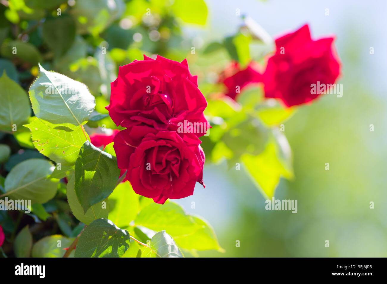 Ein luxuriöser Strauß tiefroter Rosen, die in einer weichen, träumerischen Gartenszene leuchten. Die satten Farben schaffen einen eleganten floralen Hintergrund für Premium-Romantik Stockfoto