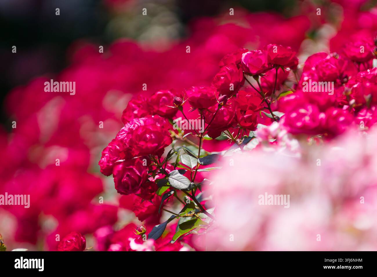 Ein luxuriöser Strauß tiefkarmesinroter Rosen, der in einer weichen, verträumten Garteneinstellung leuchtet. Die satten Farben schaffen einen eleganten floralen Hintergrund für Jahrestage Stockfoto