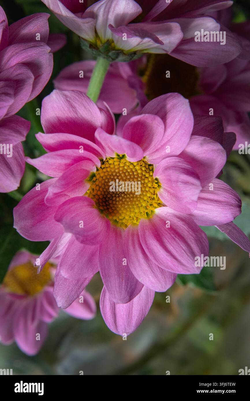 Ein violettes Chrysanthemum. Stockfoto