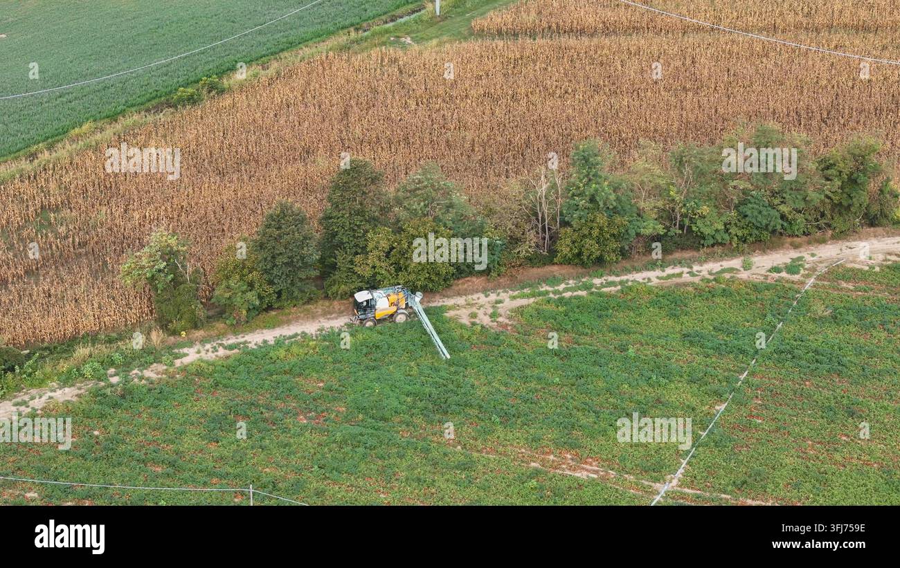 Sprühmaschine wendet aktiv Behandlungen über ein üppiges grünes Tomatenfeld an und unterstützt moderne landwirtschaftliche und Anbaumethoden im Dünger Stockfoto