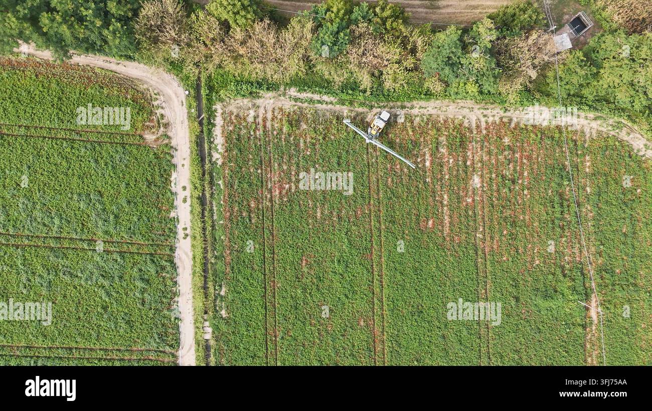 Landwirtschaftlicher Sprühwagen behandelt Reihen von reifenden Tomatenpflanzen auf einem großen Feld im Po-Tal, Piacenza, Italien, ein wesentlicher Schritt in der modernen Feldfruchtkultivierung Stockfoto