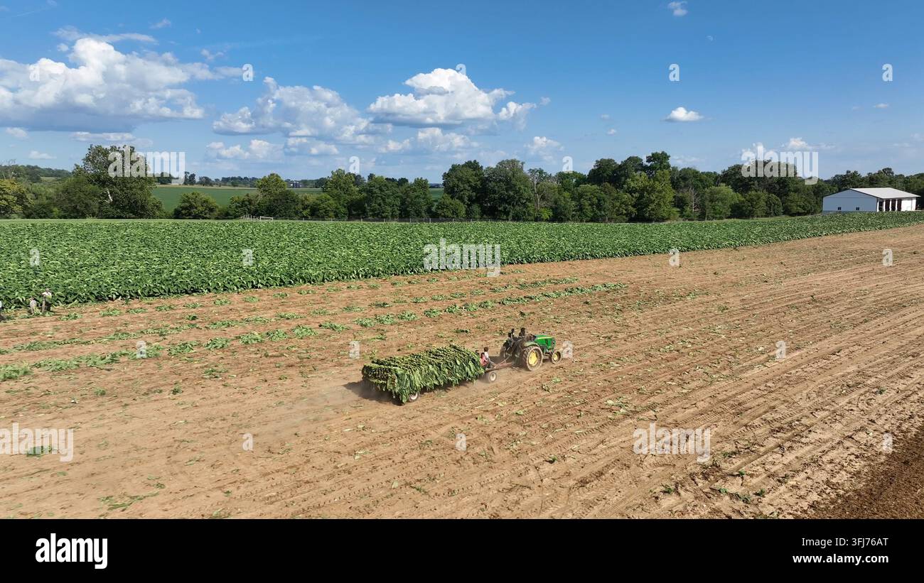 Luftaufnahmepiste einer Amischen-Familie auf einem Traktor, die Tabakpflanzen von einem Acker sammeln. Sonniger Sommertag einer Bauernfamilie, die auf einem Traktor fährt in der Grafsch Stockfoto