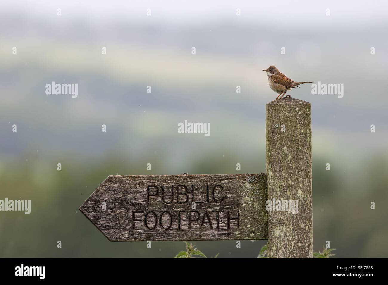 Weißkehlchen [ Sylvia Communis ] auf einem öffentlichen Fußweg-Schild. UK Stockfoto