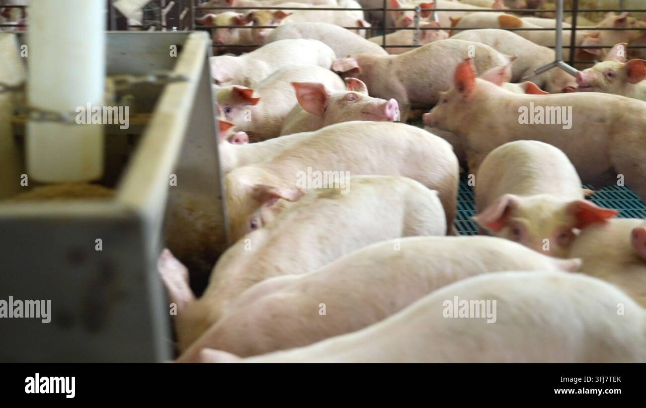 Unmenschliche Behandlung von Schweinen in einer Massentierhaltung. People for the Ethical Treatment of Animals PETA empört. Ländliche Landwirtschaft in Amerika USA, Rapho Township Stockfoto