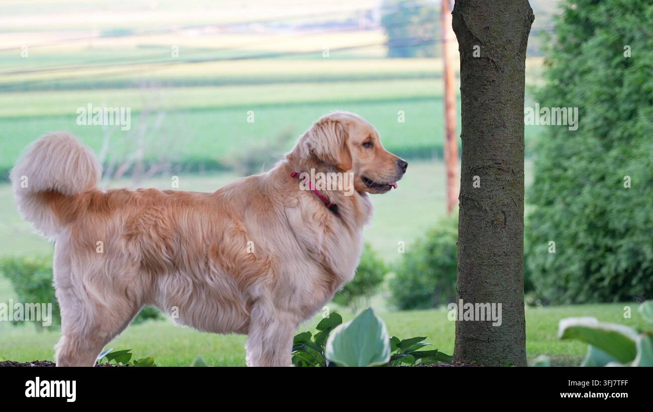 Golden Retriever steht draußen. Süßer zotteliger Hund. Farmland im Hintergrund, Lititz, Pennsylvania. Stockfoto