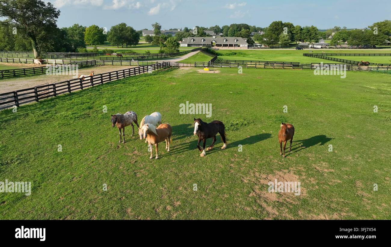 Pferde auf eingezäuntem Weideland im Kentucky Horse Park. Luftaufnahme von schönen Vollblut-Rennpferden, Lexington. Stockfoto