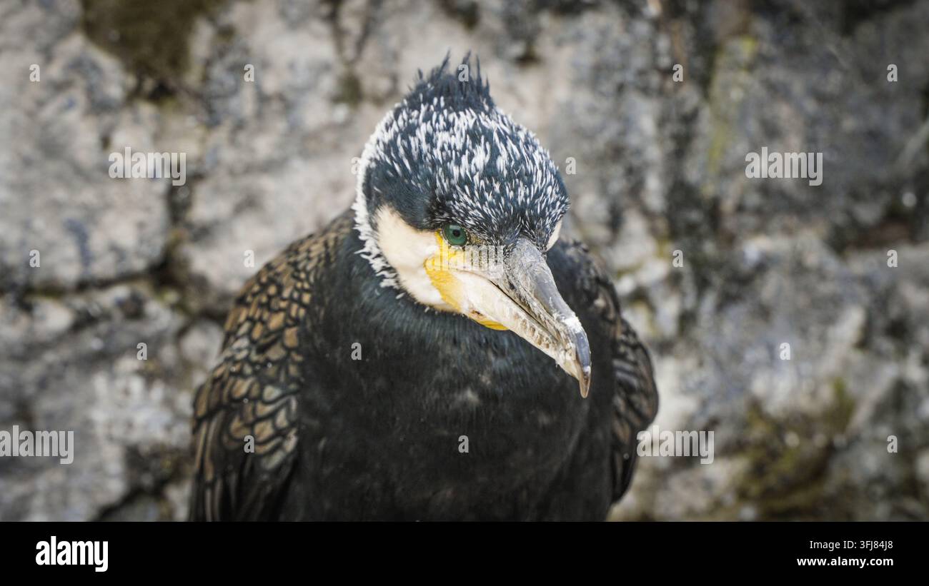 Nahaufnahme eines Kormorans, der seinen Kopf senkt, mit gelber Kehle, grünen Augen und ausdrucksstarkem Blick Stockfoto