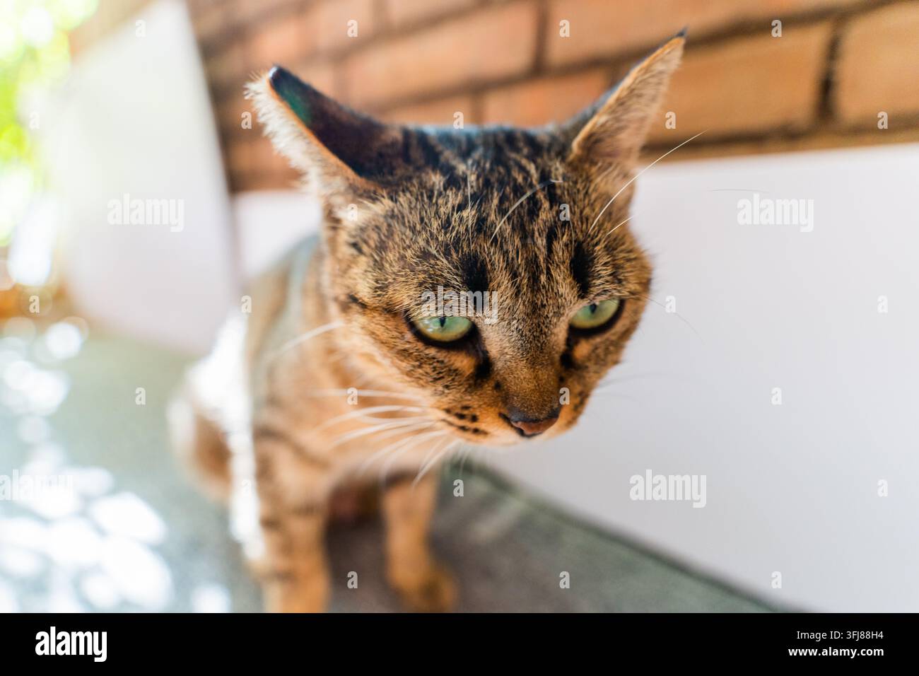Nahaufnahme eines getigerten Katers, der nach unten schaut Stockfoto