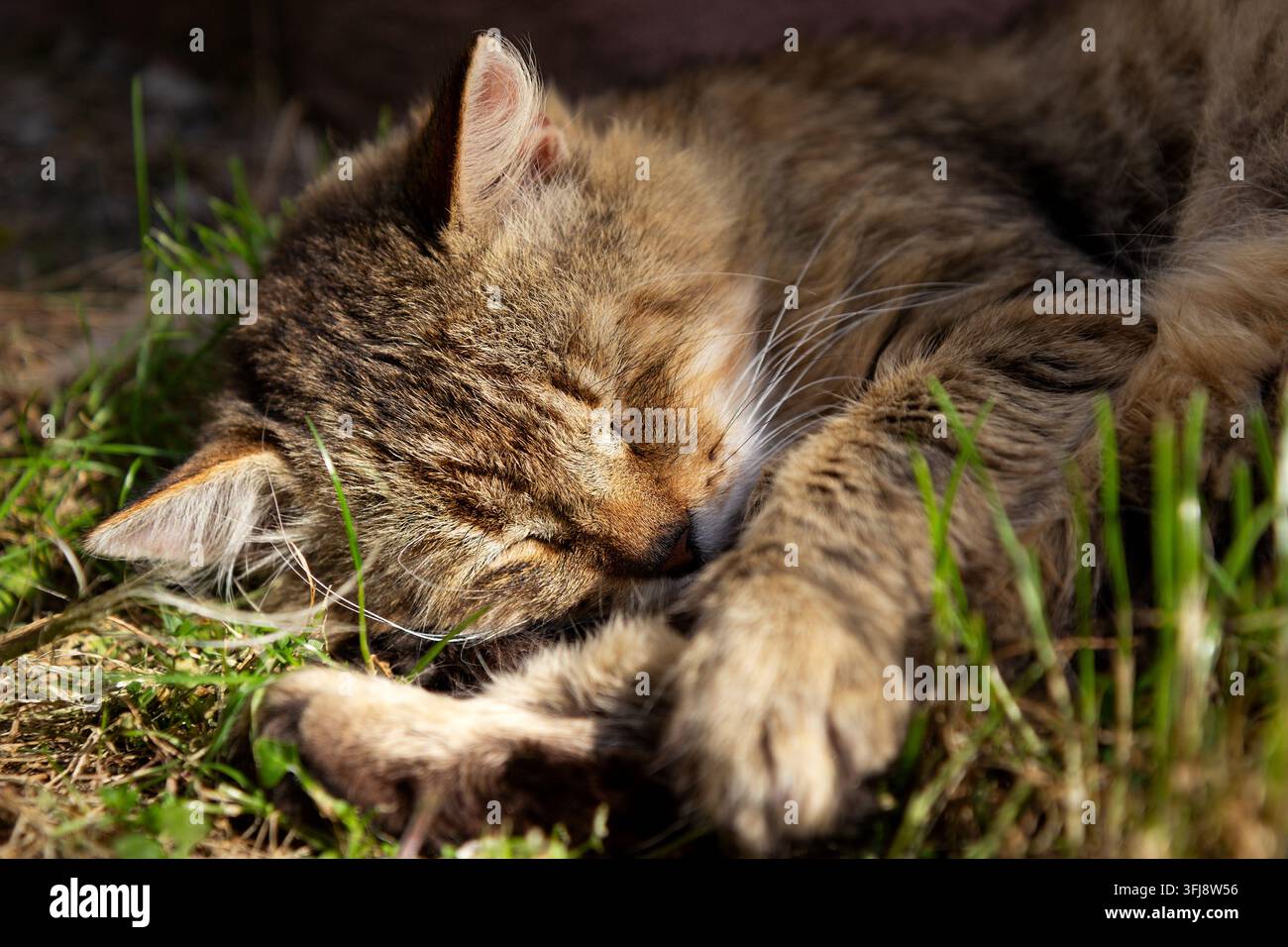 Flauschige getigerte Hauskatze schläft tief zusammengerollt in frischem grünem Gras unter warmer direkter Nachmittagssonne. Stockfoto
