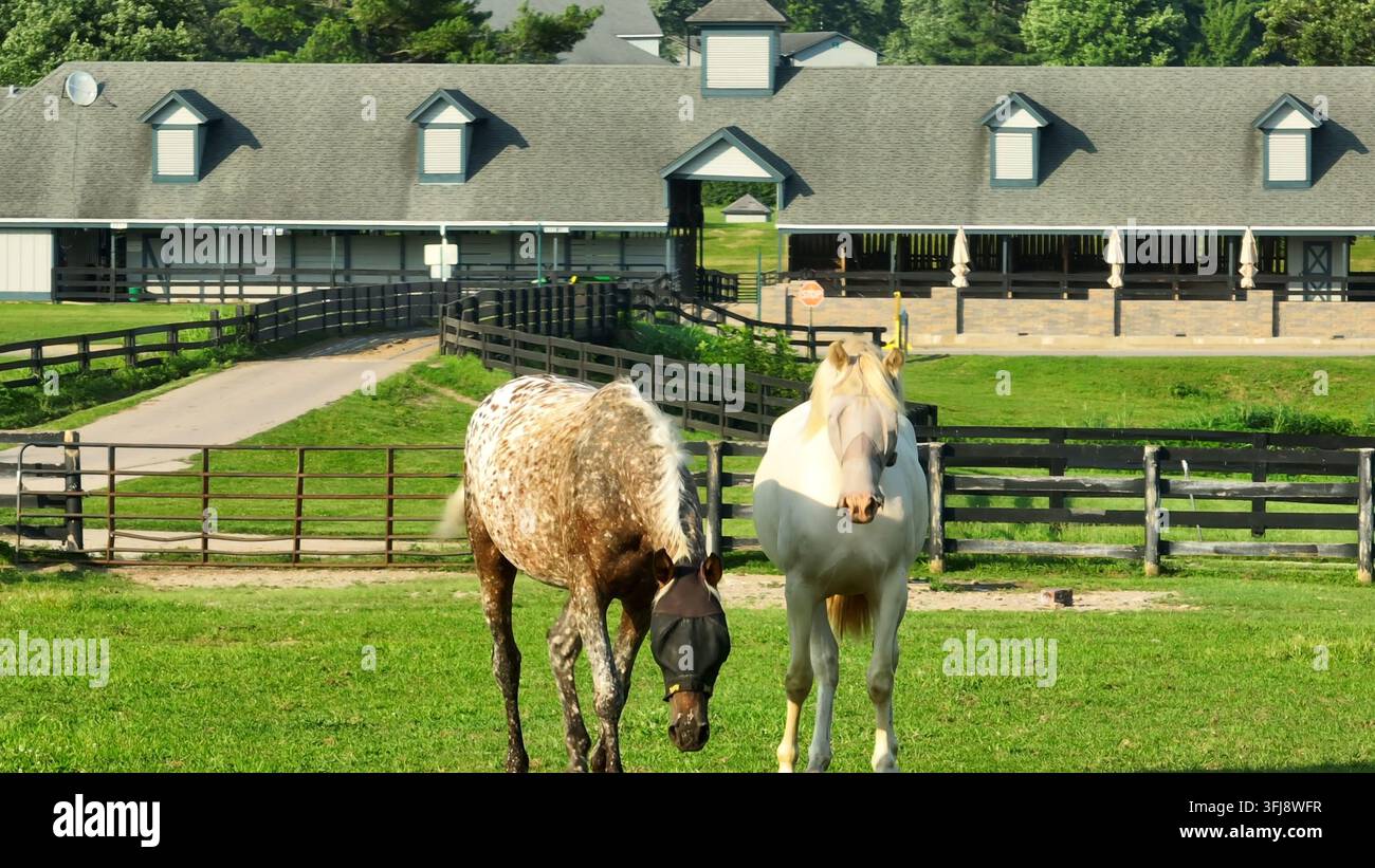 Zwei Pferde stehen in einer üppigen Weide in Kentucky, mit einem Stall im Hintergrund. Appaloosa- und Palomino-Rennpferde im Kentucky Horse Park mit Fliegennetzen über den Augen Stockfoto