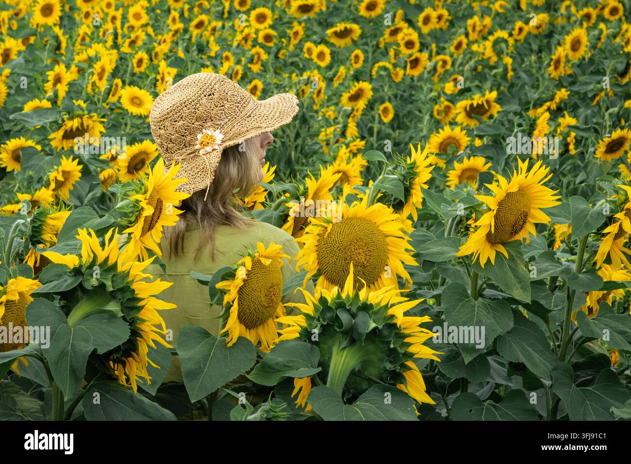Frau mit Strohhut geht durch ein blühendes Sonnenblumenfeld Stockfoto