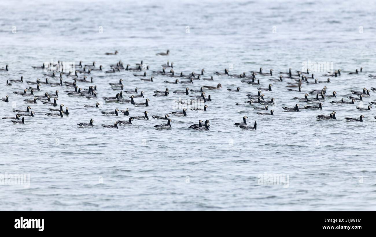 riesige Schar von Brandgänsen (Branta leucopsis) im Flug während der Herbstwanderung, gefunden auf Fehmarn an der Ostsee in Deutschland Stockfoto
