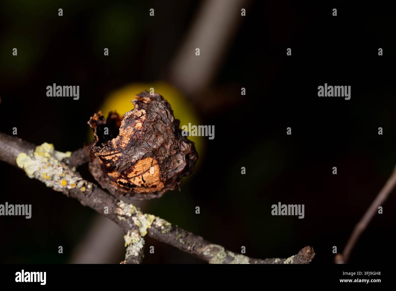 Verfaulendes Obst, das an einem mit Flechten bedeckten Ast gegen einen dunklen Hintergrund befestigt ist. Das Bild veranschaulicht natürliche Alterung, Vergänglichkeit und die Schönheit der orga Stockfoto