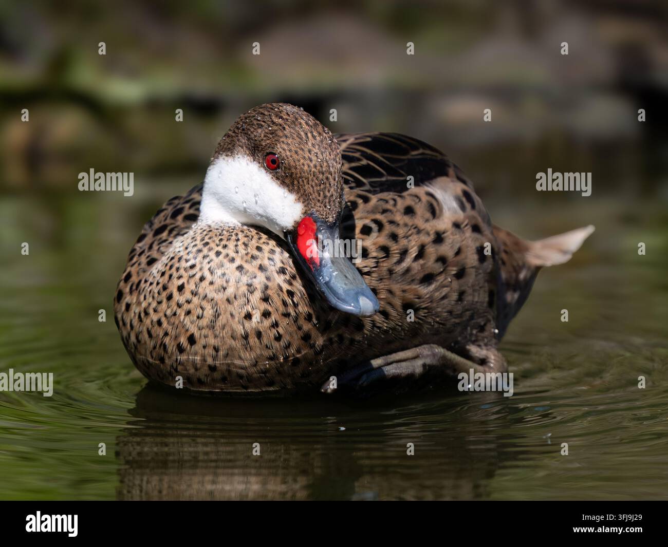 Weiß ist Pintail Stockfoto