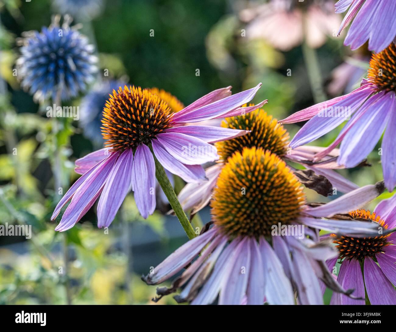 Lila Sonnenhut blüht in einem Blumenbeet im Stadtpark Horsalsparken in Norrköping während des Septembers in Schweden. Stockfoto