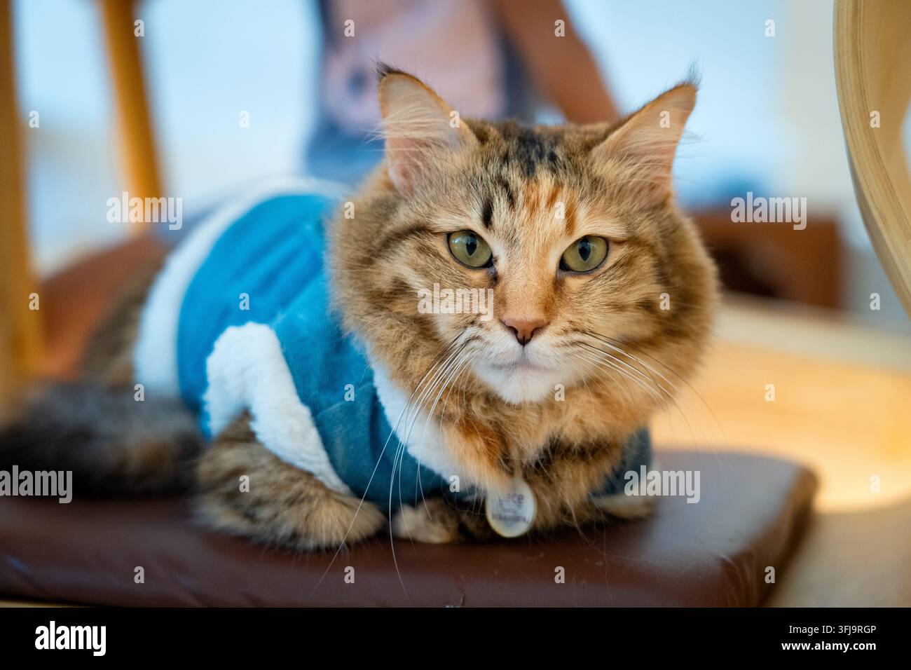 Hinreißend gekleidete langhaarige flauschige Tabby-Katze trägt eine stilvolle blaue Jeansjacke, ruht drinnen auf einem Kissen und starrt direkt in die Kameralinse Stockfoto