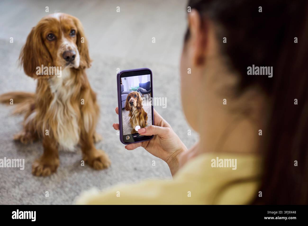 Frau macht süßes Spaniel-Porträt mit Smartphone zu Hause, verspielte Haustier-Stimmung Stockfoto