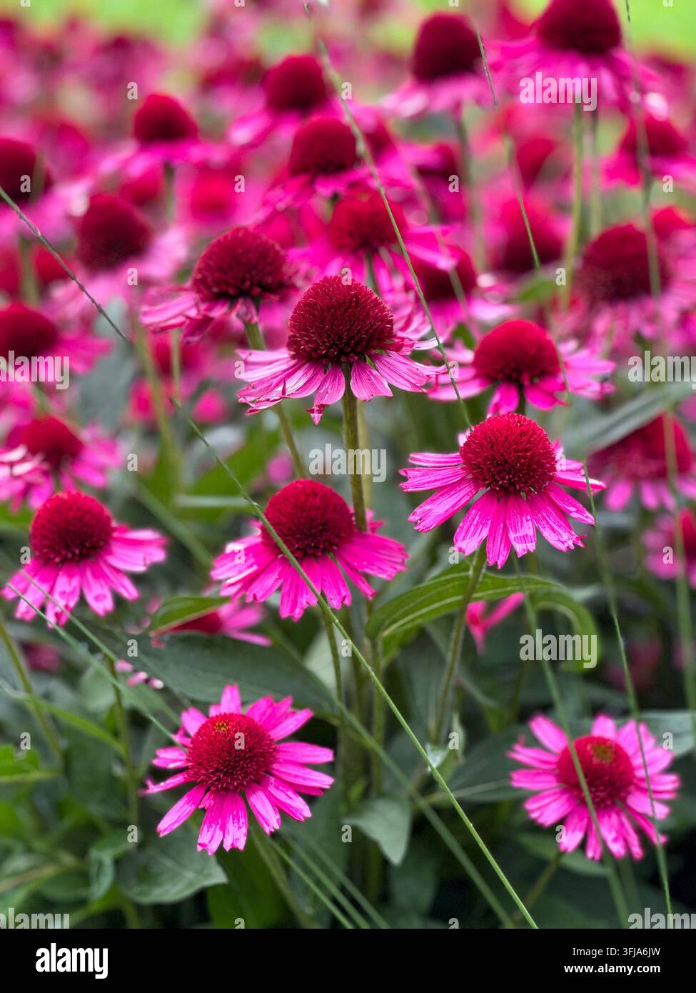 Leuchtendes rosa Sonnenhutfeld blüht in einem Sommergarten. Leuchtende rosa Echinacea-Blüten blühen dicht in einem üppigen grünen Gartenfeld während des Krieges - Smartphone-aufgenommenes Stockfoto