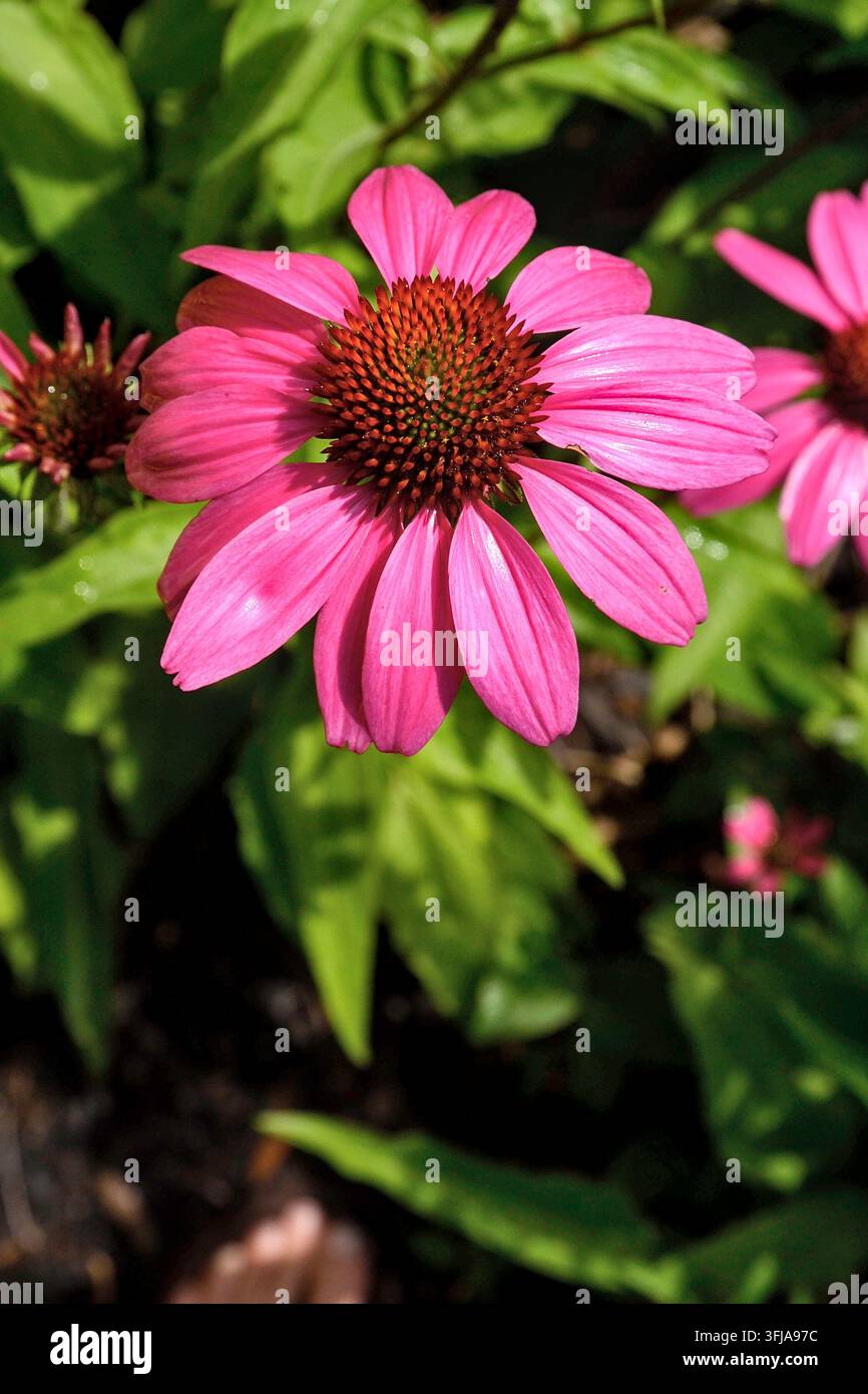 Eine große glänzende Echinacea-Blume (Purpur-Sonnenhut) im hellen Sonnenlicht nach dem Regen mit ihrem Laub im Hintergrund. Stockfoto