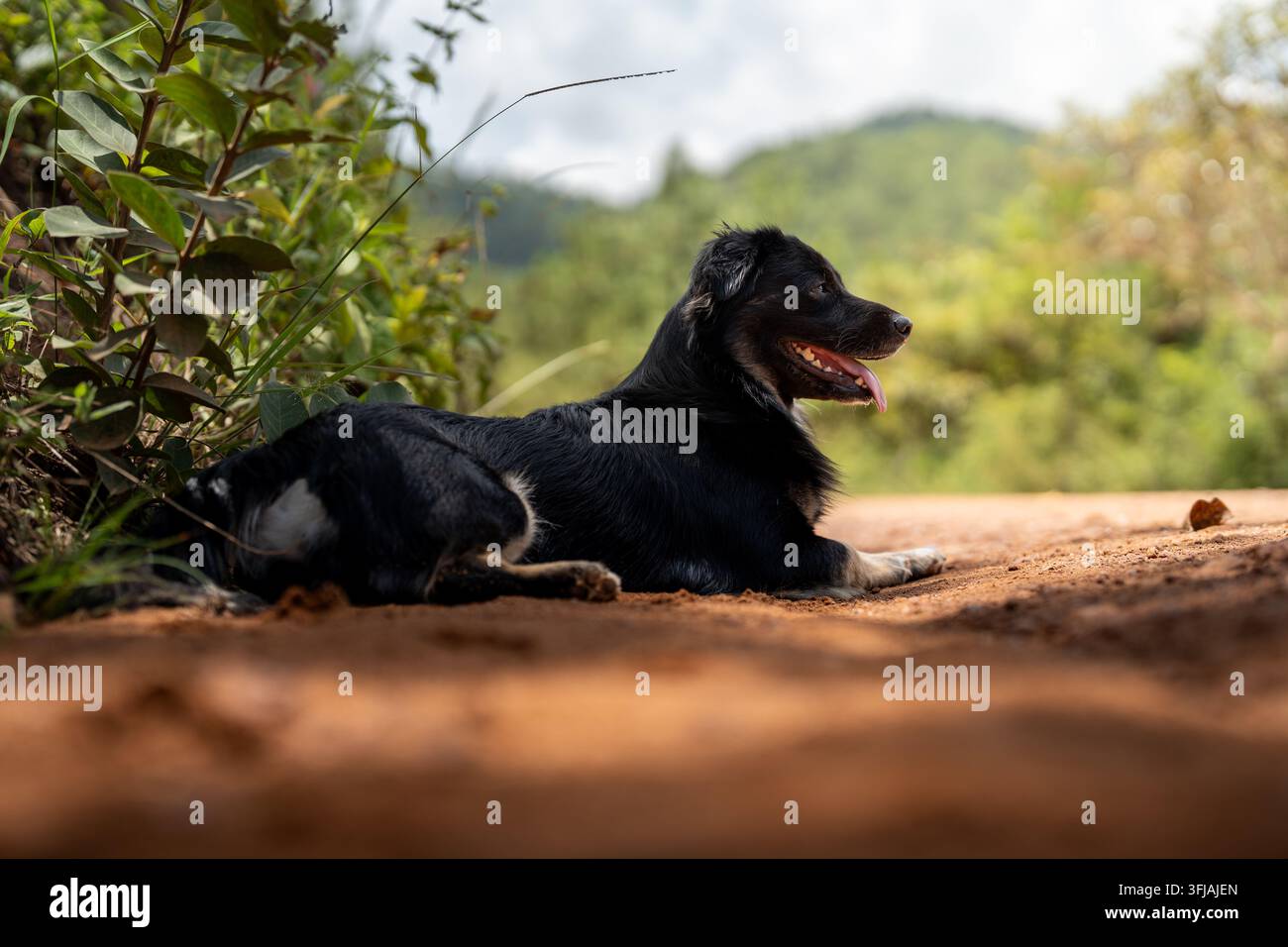 Schwarzer Hund ruht liegend auf rotem Erdweg in der Natur mit grünen Hügeln im Hintergrund Stockfoto